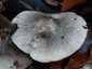Bükki pereszke (Tricholoma sciodes), Budai-hegység